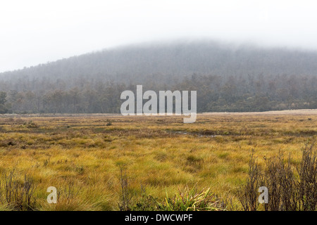 Button Grass, in Feuchtgebieten, an einem regnerischen Tag, Tasmanien, Australien Stockfoto