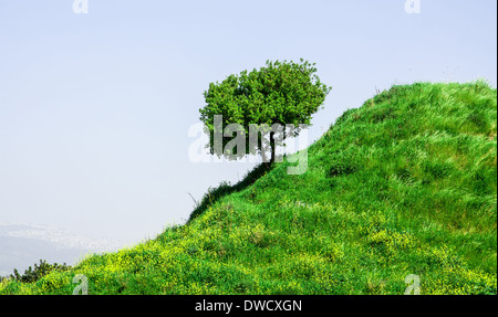 eine Frühlings-Landschaft mit ein einsamer Baum auf einer grasbewachsenen Hang-Wiese Stockfoto