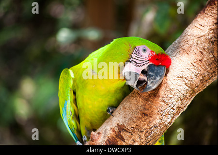 Eine große grüne Ara in Honduras Stockfoto