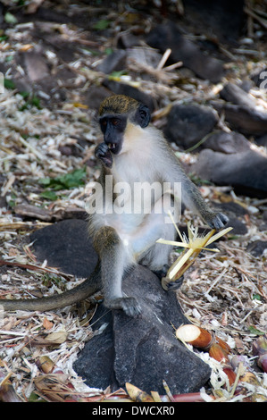 Ein wildes Grün Vervet Affe isst Zuckerrohr Stiel sitzend auf einem Felsen auf der Karibikinsel St. Kitts, West Indies. Stockfoto