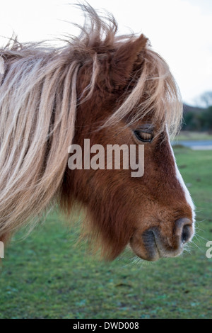 Shetland-Pony im New Forest Pony Hampshire Stockfoto