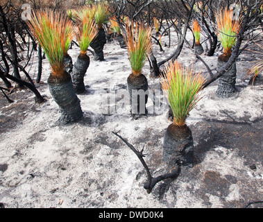Regeneration nach Brand bei Catherine Hill Bay Oktober 2013 Stockfoto