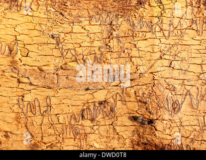 Scribble Baum Rinde Textur, die nur diese Bäume verbrannt worden Stockfoto