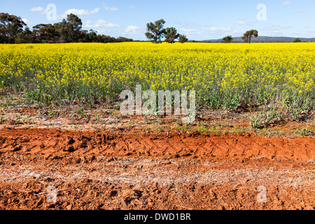 NSW outback in der Nähe von Cowra Stockfoto