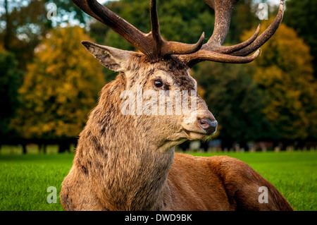 Reh sitzend auf Rasen, Wollaton Park, Nottingham, UK. Stockfoto