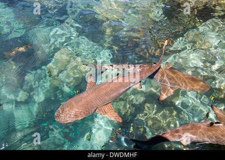 Ein Schwarm von Schwarz-Spitze und graue Riffhaie am Uepi Island Dive Resort in Marovo Lagune, Uepi Island, Salomonen. Stockfoto