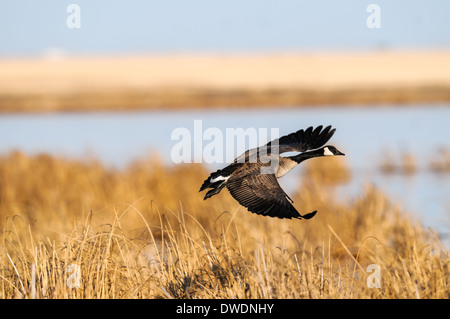 Kanada-Gans im Flug über ein Feuchtgebiet Prairie, Alberta, Kanada Stockfoto