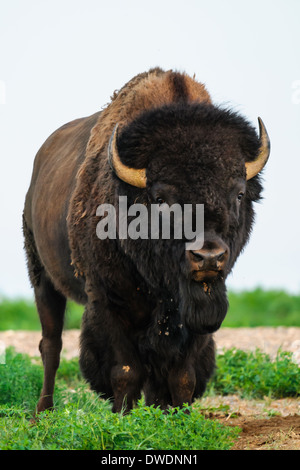 Prärie-Bison in Grasslands National Park, Saskatchewan, Kanada Stockfoto