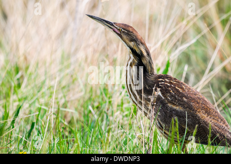 Amerikanische Rohrdommel Jagd unter hohe Gräser in einem Feuchtgebiet Prärie, Grasslands National Park Kanada Stockfoto