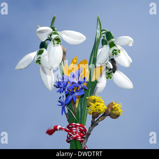 Schneeglöckchen und Krokus, Blaustern, Frühlingsblumen, gebunden mit rotem Faden auf blauem Hintergrund Stockfoto