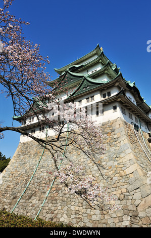 Burg Nagoya mit Kirschblütenbäumen, die im Frühling blühen. Stockfoto