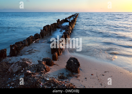 alte hölzerne Wellenbrecher in die Nordsee bei Sonnenuntergang, Holland Stockfoto