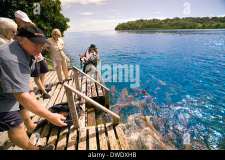 Haifütterung an der Pier im Uepi Island Resort immer zieht eine Menge, Uepi Island Marovo Lagune, Salomon-Inseln. Stockfoto