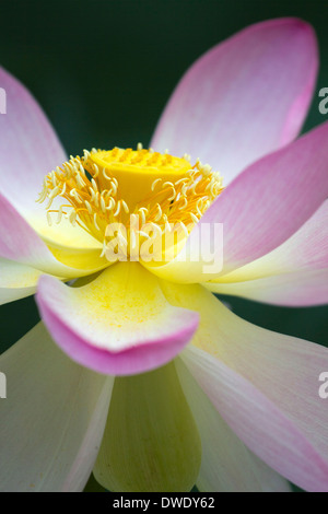 Nahaufnahme des wunderschönen Lotusblüte. Stockfoto