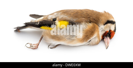 Seitenansicht von einem Toten Europäische Stieglitz, Zuchtjahr Zuchtjahr, vor weißem Hintergrund Stockfoto