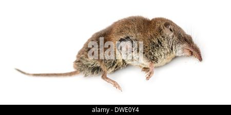 Tot mehr weißen gezahnten Spitzmaus Crocidura ubling vor weißem Hintergrund Stockfoto