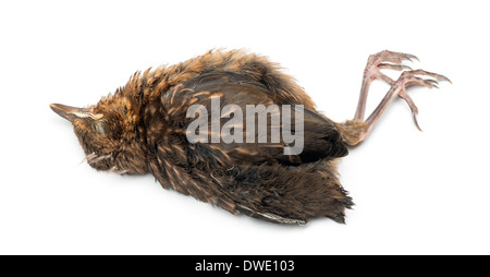 Toten jungen Haussperling, Passer Domesticus, vor weißem Hintergrund Stockfoto