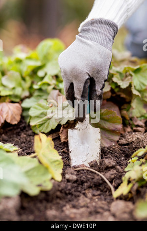 Zugeschnittenes Bild der Frau, die Pflanzen im Garten Stockfoto