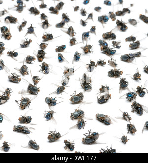 Nahaufnahme einer Gruppe von toten Fliegen vor weißem Hintergrund Stockfoto