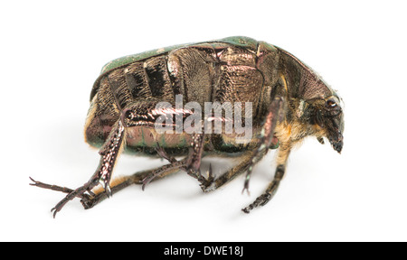 Seitenansicht von einem Toten grüne Rose Chafer, Cetonia Aurata, vor weißem Hintergrund Stockfoto