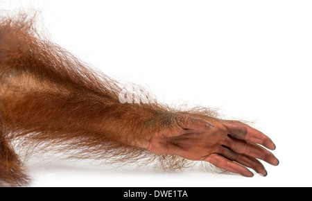 Nahaufnahme von einem jungen Bornean Orangutan Arm, Pongo Pygmaeus, 18 Monate alt, vor weißem Hintergrund Stockfoto