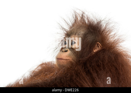 Nahaufnahme von einem jungen Bornean Orangutan Profil, wegsehen, Pongo Pygmaeus, 18 Monate alt, vor weißem Hintergrund Stockfoto