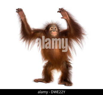 Young Bornean Orangutan stehend, bis, Pongo Pygmaeus, 18 Monate alt, vor weißem Hintergrund Stockfoto