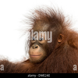 Nahaufnahme von einem jungen Bornean Orangutan, wegsehen, Pongo Pygmaeus, 18 Monate alt, vor weißem Hintergrund Stockfoto