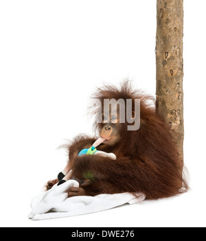 Young Bornean Orangutan gegen einen Baumstamm, kauen ihre Stofftier, Pongo Pygmaeus, 18 Monate alt, vor weißem Hintergrund Stockfoto