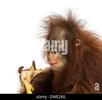 Nahaufnahme von einem jungen Bornean Orangutan Essen eine Banane, Pongo Pygmaeus, 18 Monate alt, vor weißem Hintergrund Stockfoto