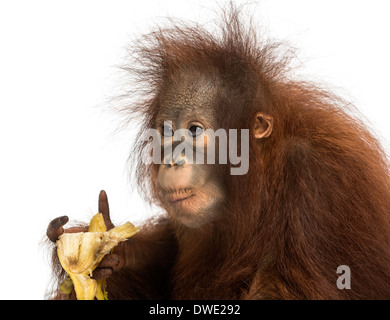 Nahaufnahme von einem jungen Bornean Orangutan Essen eine Banane, Pongo Pygmaeus, 18 Monate alt, vor weißem Hintergrund Stockfoto