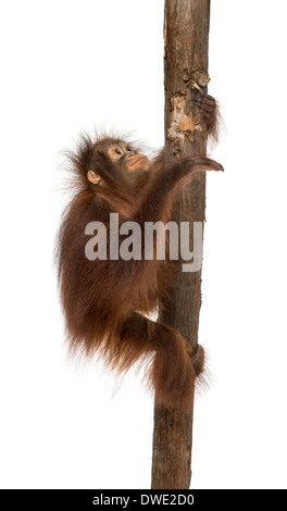 Seitenansicht des einen jungen Bornean Orangutan Klettern auf einem Baumstamm, Pongo Pygmaeus, 18 Monate alt, vor weißem Hintergrund Stockfoto