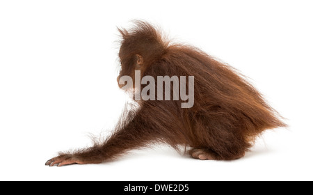 Young Bornean Orangutan hockend, Pongo Pygmaeus, 18 Monate alt, vor weißem Hintergrund Stockfoto