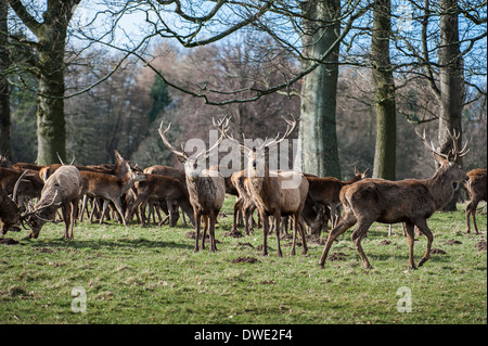 Hirsch am Studley Royal North Yorkshire Stockfoto