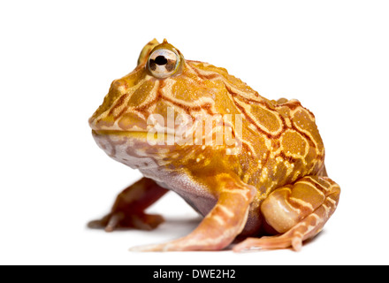 Argentinische gehörnten Frosch, Ceratophrys Ornata, vor weißem Hintergrund Stockfoto