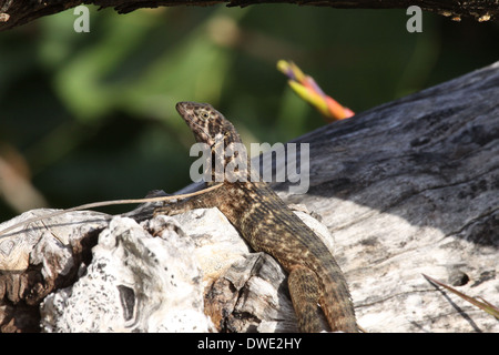 Leiocephalus Carinatus Northern lockiges angebundene Eidechse Stockfoto