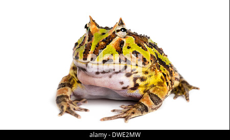 Argentinische gehörnten Frosch, Ceratophrys Ornata, vor weißem Hintergrund Stockfoto