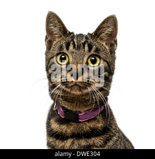 Nahaufnahme von einem American Polydactyl trägt ein Halsband, 5 Monate alt, vor weißem Hintergrund Stockfoto