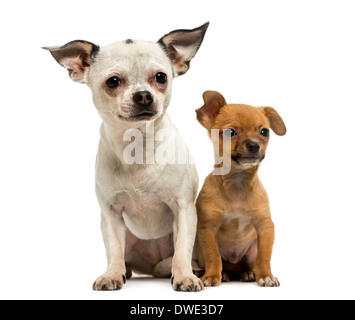 Chihuahua Erwachsene und Welpen sitzen Hintergrund zusammen, 3 Monate alt, gegen weiß Stockfoto