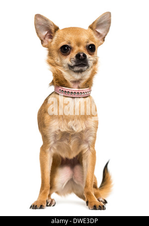 Vorderansicht des Chihuahua trägt ein rosa Halsband, sitzend, 2,5 Jahre alt, vor weißem Hintergrund Stockfoto
