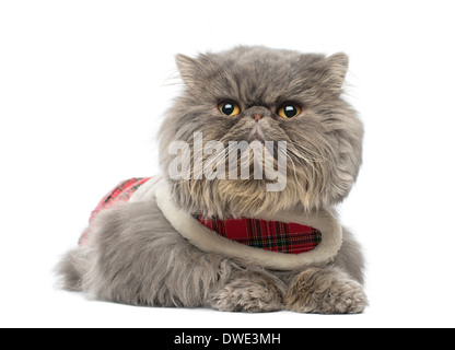 Perserkatze einen Tartan-Gurt tragen, liegen, wegsehen, vor weißem Hintergrund Stockfoto