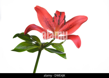 Einzelne fragile frische rote Tiger Lilie Blume mit Flecken auf den Blütenblättern auf einem Stiel mit grünen Blätter isoliert weiss Stockfoto