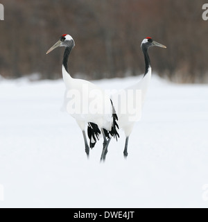 Zwei rote gekrönten aka japanische Kraniche Grus Japonensis hinteren zurück auf einem schneebedeckten Feld in der in der Nähe von Kushiro auf Hokkaido, Japan. Stockfoto