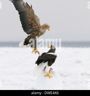 Seeadler im Flug oben und Stellers Seeadler auf dem Treibeis am Nemuro-Straße in der Nähe von Rausu auf Hokkaido, Japan. Stockfoto
