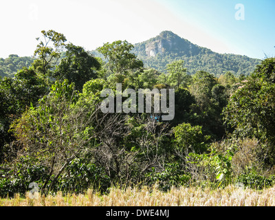 Wald und Fels, Doi Intanon, Thailand Stockfoto