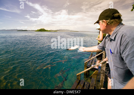 Haifütterung an der Pier im Uepi Island Resort immer zieht eine Menge, Uepi Island Marovo Lagune, Salomon-Inseln. Stockfoto