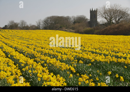 Narzissen wachsen in einem Feld in Ballycastle, Co. Mayo, Irland mit einer alten Kirche im Hintergrund. Stockfoto