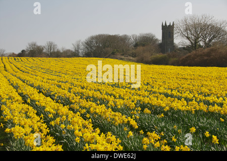 Narzissen wachsen in einem Feld in Ballycastle, Co. Mayo, Irland mit einer alten Kirche im Hintergrund. Stockfoto