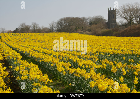 Narzissen wachsen in einem Feld in Ballycastle, Co. Mayo, Irland mit einer alten Kirche im Hintergrund. Stockfoto