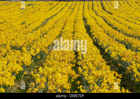 Narzissen wachsen in einem Feld in Ballycastle, Co. Mayo, Irland. Stockfoto